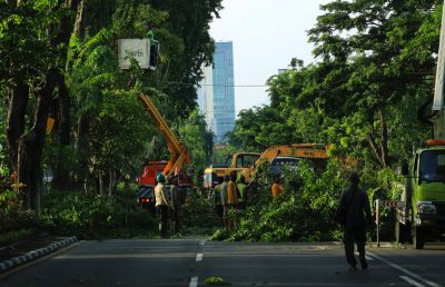 Perantingan Pohon di Jalan A Yani
