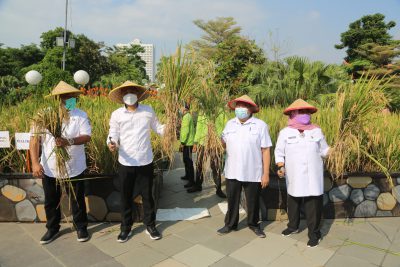 Wali Kota Eri panen padi