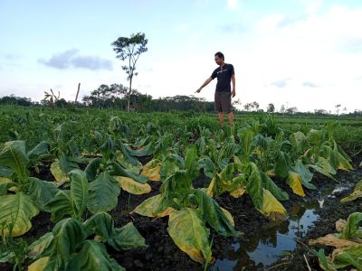 kebun tembakau