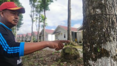 ulat bulu serang pemukiman warga penyintas erupsi Gunung Semeru, di Bumi Semeru Damai, Desa Sumbermujur, Candipuro-Lumajang. Ulat Bulu Serang Pemukiman