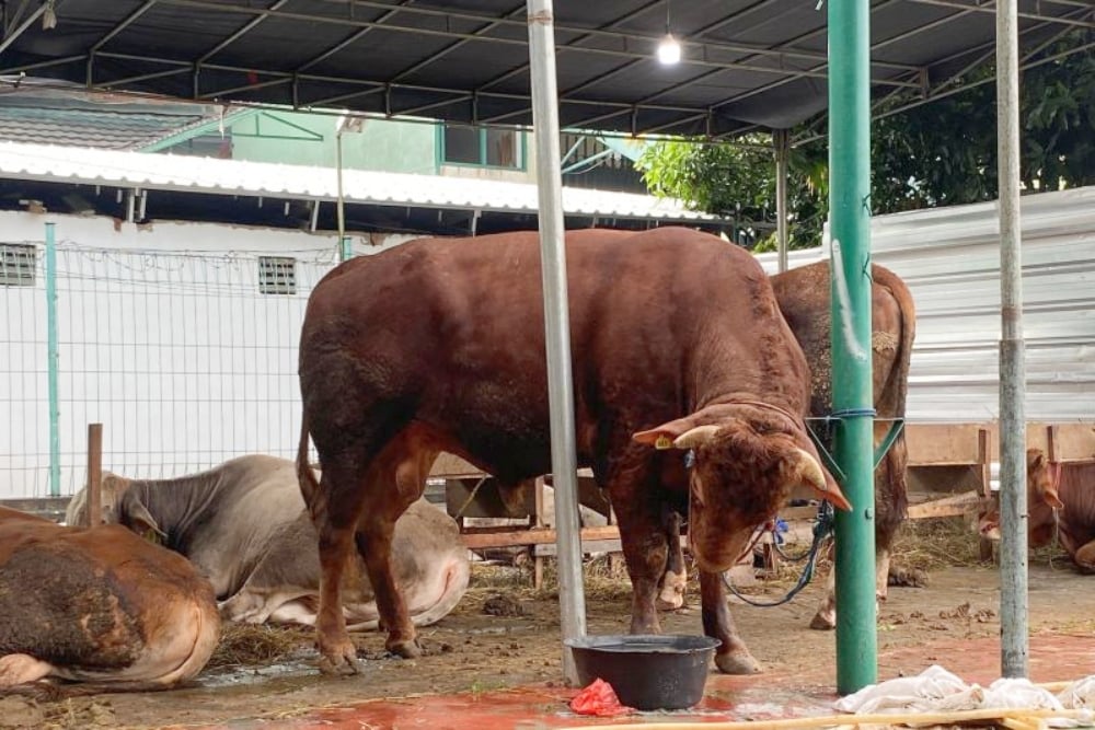 gibran rakabuming sumbang sapi limusin