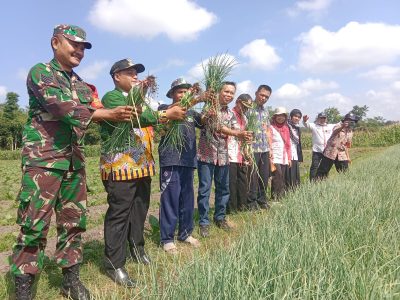 kelompok Petani bawang merah