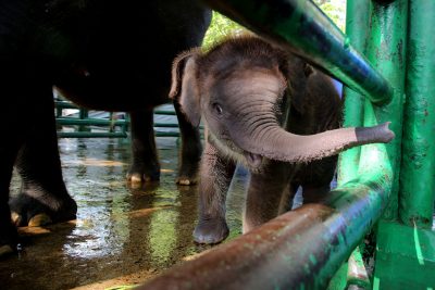Wali Kota Eri Beri Nama Rocky Balboa Pada Anak Gajah KBS, Berharap Kuat dan Sehat