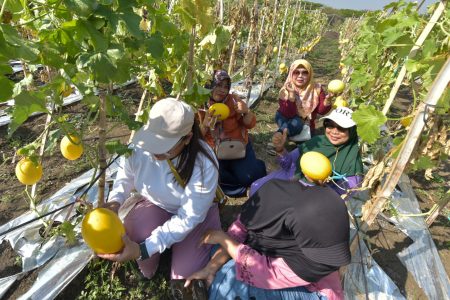 Pemkot bersama Kelompok Tani Sendang Biru Made Panen Raya 2 Ton Golden Melon