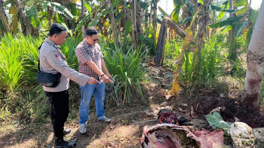 kerbau bunting mati di mutilasi