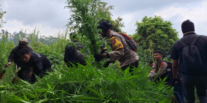 Polres Lumajang Temukan 10 Ribu Tanaman Ganja di Lereng Gunung Semeru