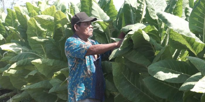 Inovasi 'Burjo': Tembakau Buatan Petani Lumajang Tembus Pasar Internasional