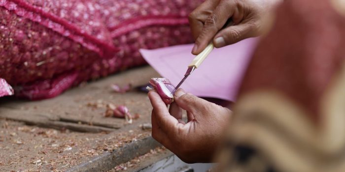 DKPP Lumajang Dukung Petani Bawang Merah 