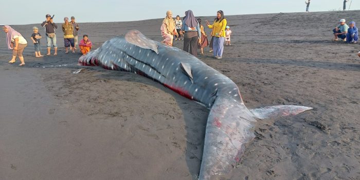 Hiu Tutul Raksasa Mati Tergeletak di Pantai Mbah Drajit Lumajang