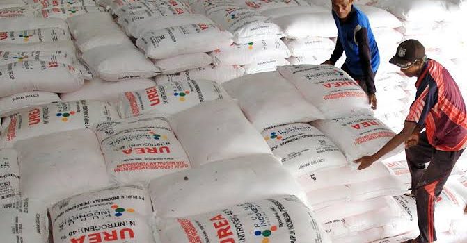 Petani Lumajang Senang! Pupuk Bersubsidi Aman, Daftar Online Makin Mudah