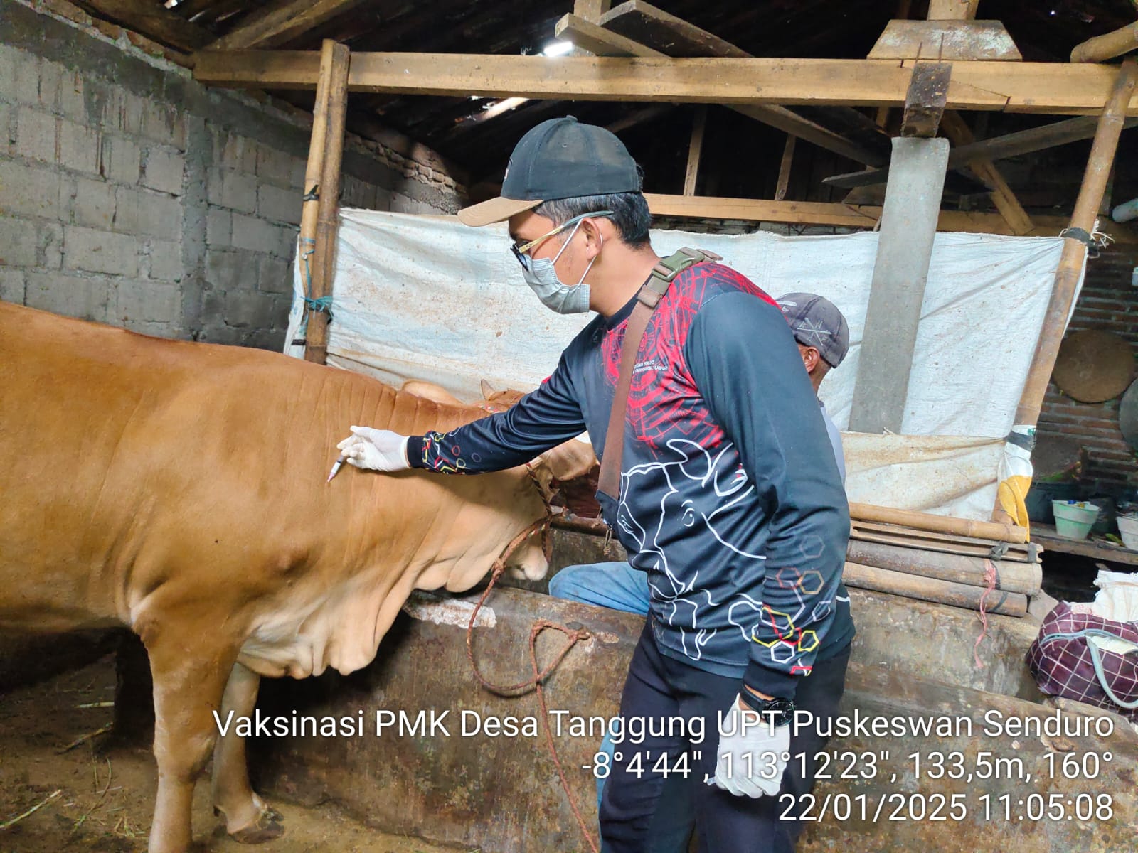 Cegah PMK, Pemerintah Kabupaten Lumajang Terima 10.500 Dosis