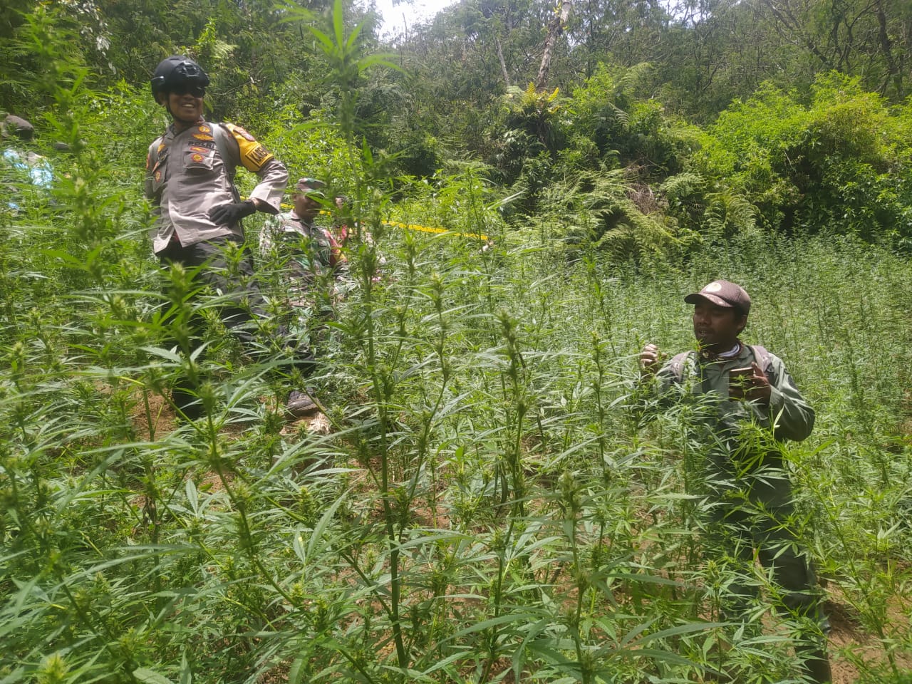 Menhut Ungkap Kronologi Penemuan Ladang Ganja di Taman Nasional Bromo Tengger Semeru