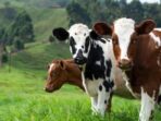 Wamentan: 3 Ribu Sapi Perah Impor dari Australia Sudah Masuk Indonesia