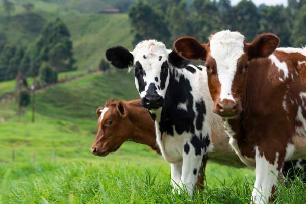 Wamentan: 3 Ribu Sapi Perah Impor dari Australia Sudah Masuk Indonesia
