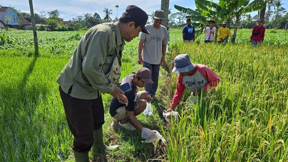 Tikus Serang 20% Sawah di Lumajang, Komoditas Lain Menyusul