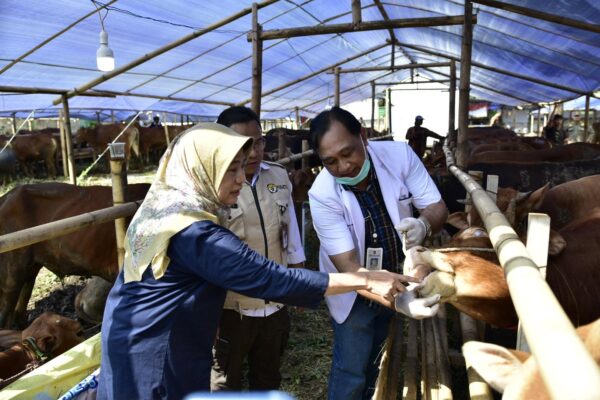 Pemkot Surabaya Jamin Hewan Kurban Aman dan Layak