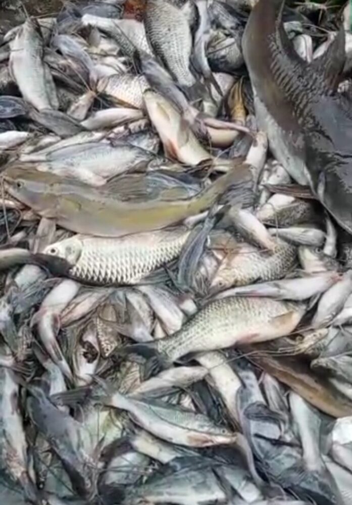 Ikan Mati Massal di Kali Surabaya, Gubernur Didesak Bertindak