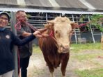 Sapi 'Gemoy' Asal Lumajang Jadi Hewan Kurban Presiden Prabowo