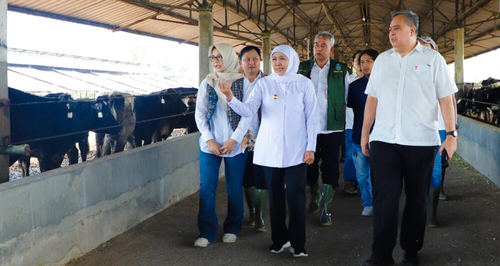 Jatim Datangkan 1.080 Sapi Perah Australia, Gubernur Dorong Produksi Susu dan Ekonomi Peternak Lokal