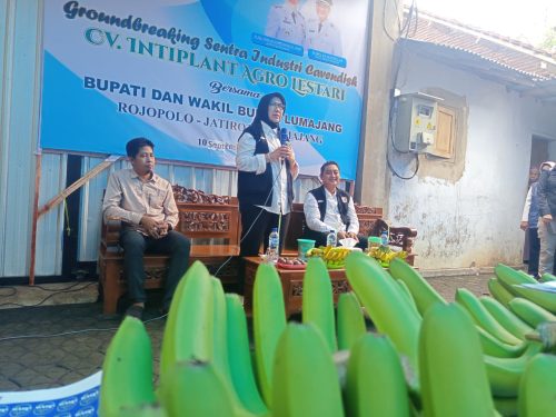 Gudang Produksi Pisang Cavendish di Lumajang Resmi Beroperasi