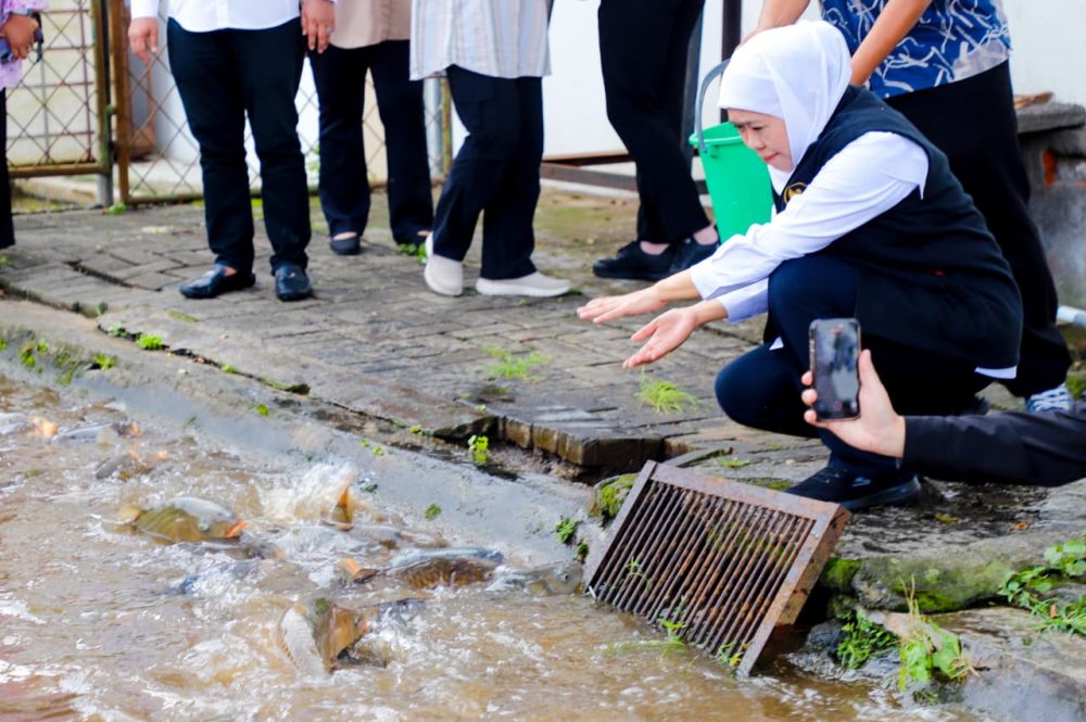 Ikan Mas Punten Asli Batu Siap Go Nasional, Marketnya Besar! Ikan Mas Punten Asli Batu Siap Go Nasional, Khofifah: Marketnya Besar!