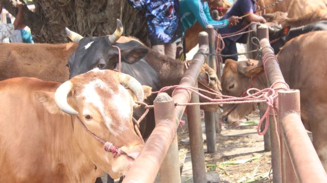 DKPP Lumajang Catat 92 Kasus PMK, Vaksinasi Digenjot Hadapi Idul Adha