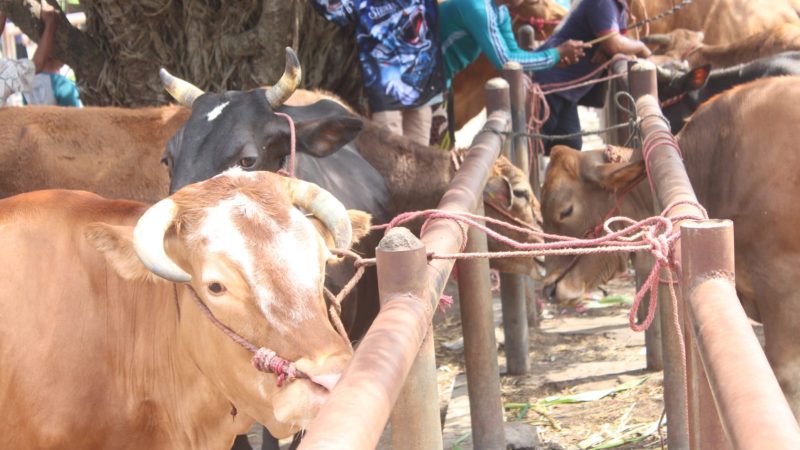DKPP Lumajang Catat 92 Kasus PMK, Vaksinasi Digenjot Hadapi Idul Adha