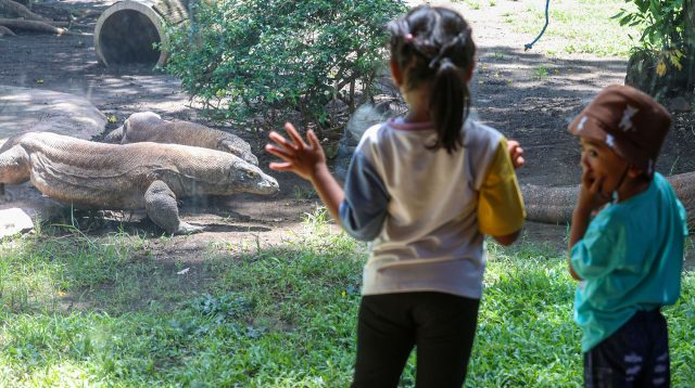 Breeding Satwa Berhasil, Koleksi Komodo Kebun Binatang Surabaya Tembus Lebih dari 50 Ekor
