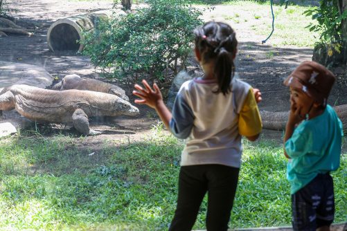 Breeding Satwa Berhasil, Koleksi Komodo Kebun Binatang Surabaya Tembus Lebih dari 50 Ekor
