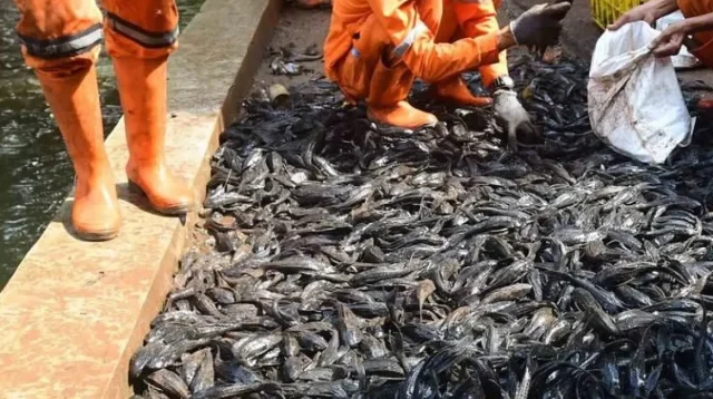 Pemprov DKI Jakarta Berantas Hampir 7 Ton Ikan Sapu-sapu