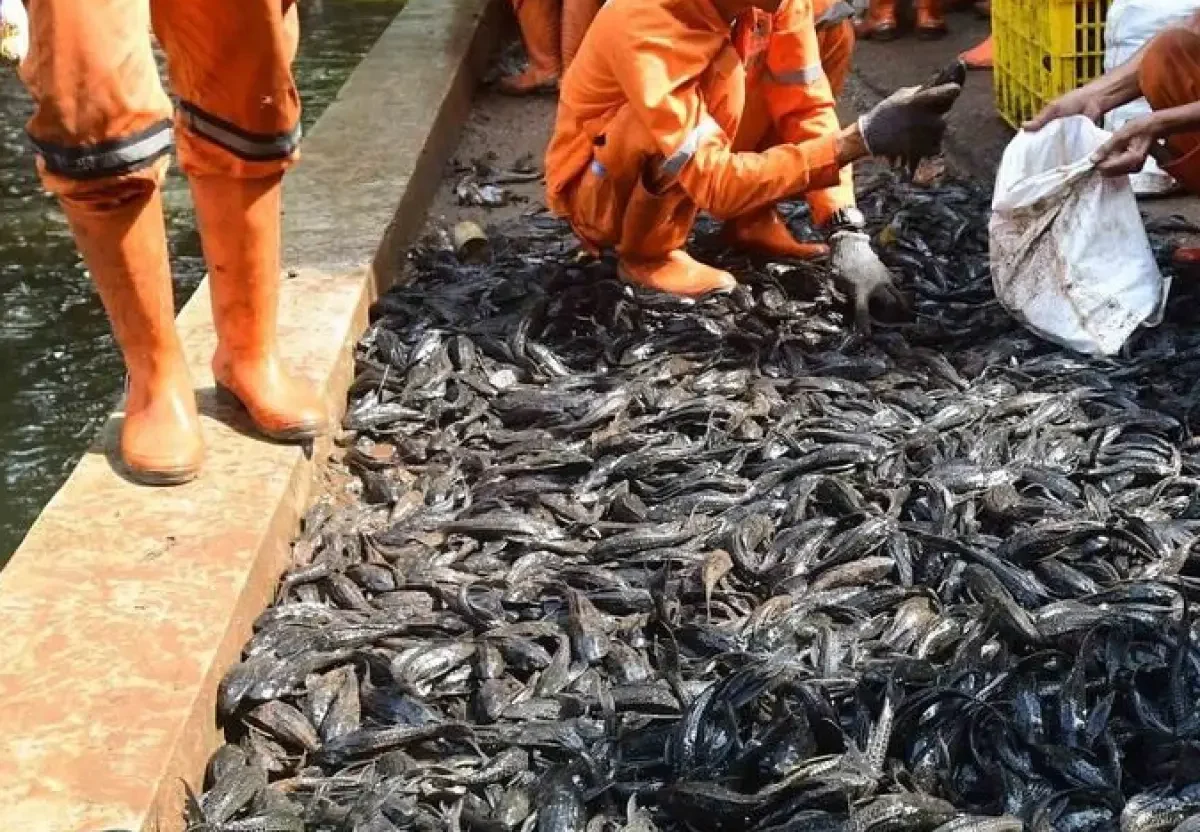 Pemprov DKI Jakarta Berantas Hampir 7 Ton Ikan Sapu-sapu
