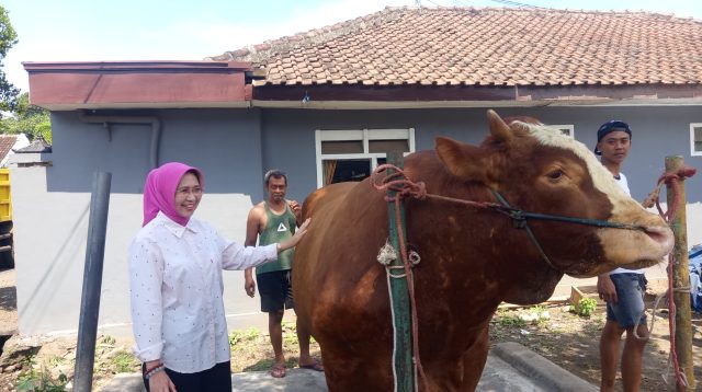 Sapi 1.144 Ton Asal Kunir Lumajang Jadi Hewan Kurban Presiden Prabowo