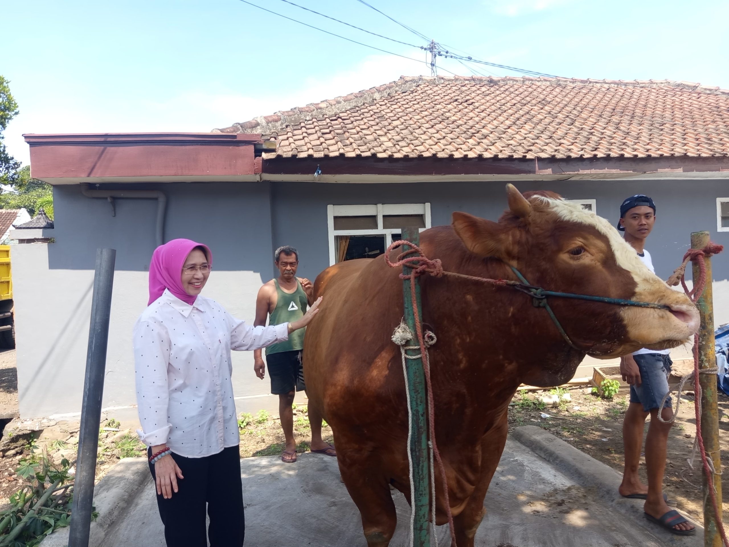 Sapi 1.144 Ton Asal Kunir Lumajang Jadi Hewan Kurban Presiden Prabowo