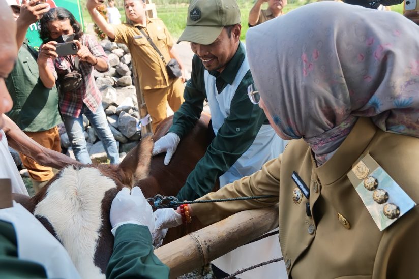 Bupati Lumajang Pastikan Vaksinasi PMK Lindungi Ekonomi Peternak Rakyat