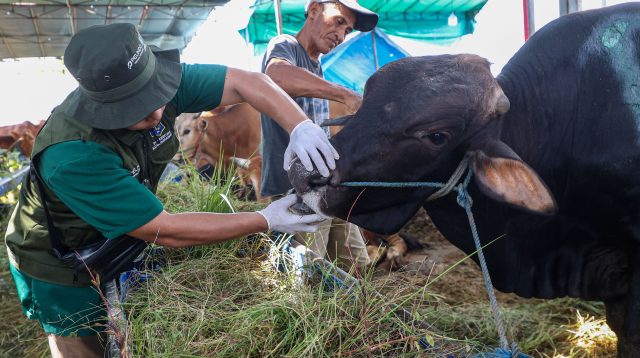 61 Lapak Diperiksa, Pemkot Surabaya Perketat Pengawasan Hewan Kurban