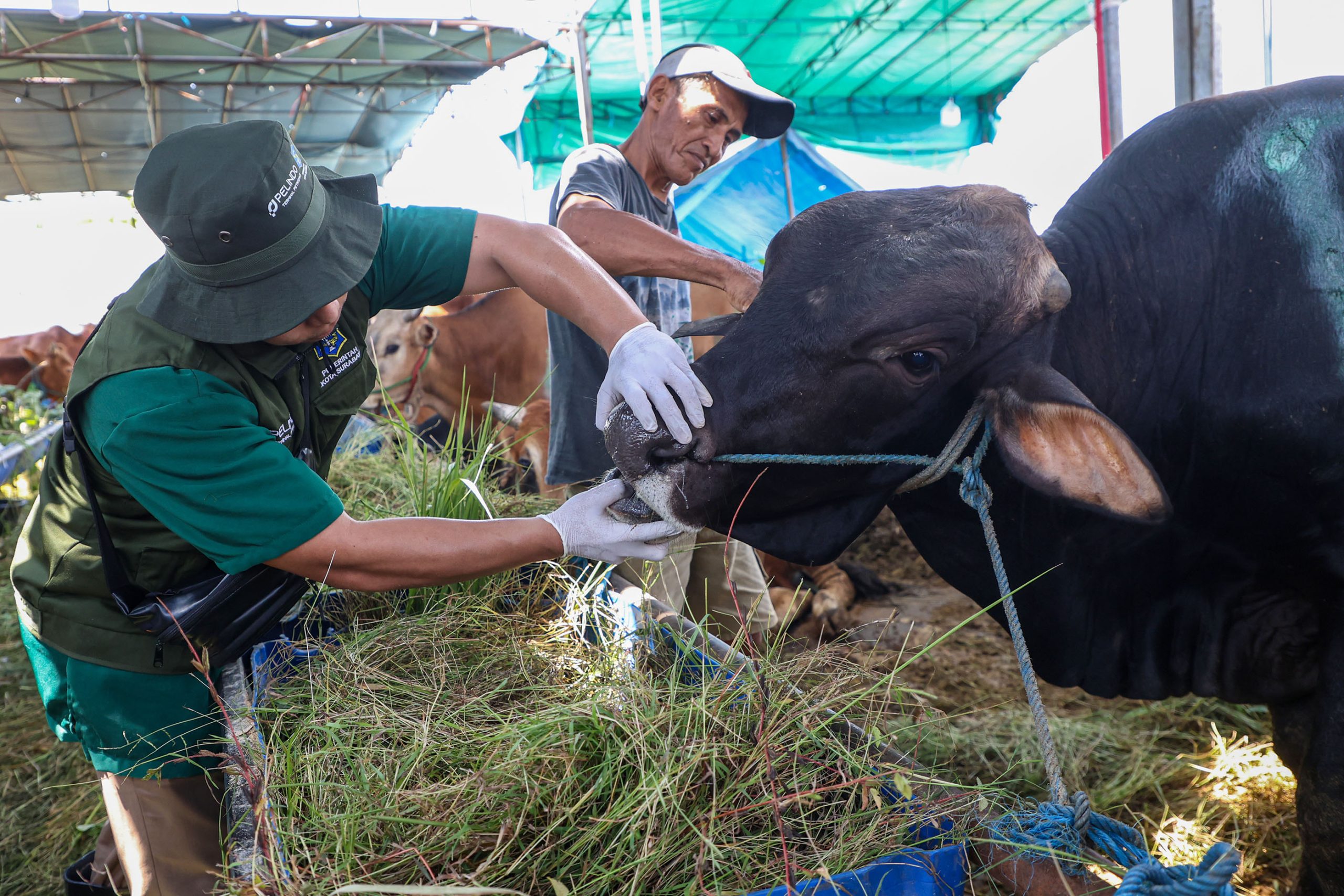 61 Lapak Diperiksa, Pemkot Surabaya Perketat Pengawasan Hewan Kurban