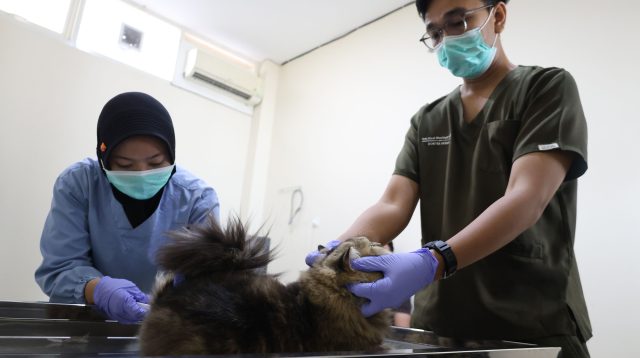 Kabar Gembira Bagi Cat Lovers, Pemkot Surabaya Gelar Steril Gratis