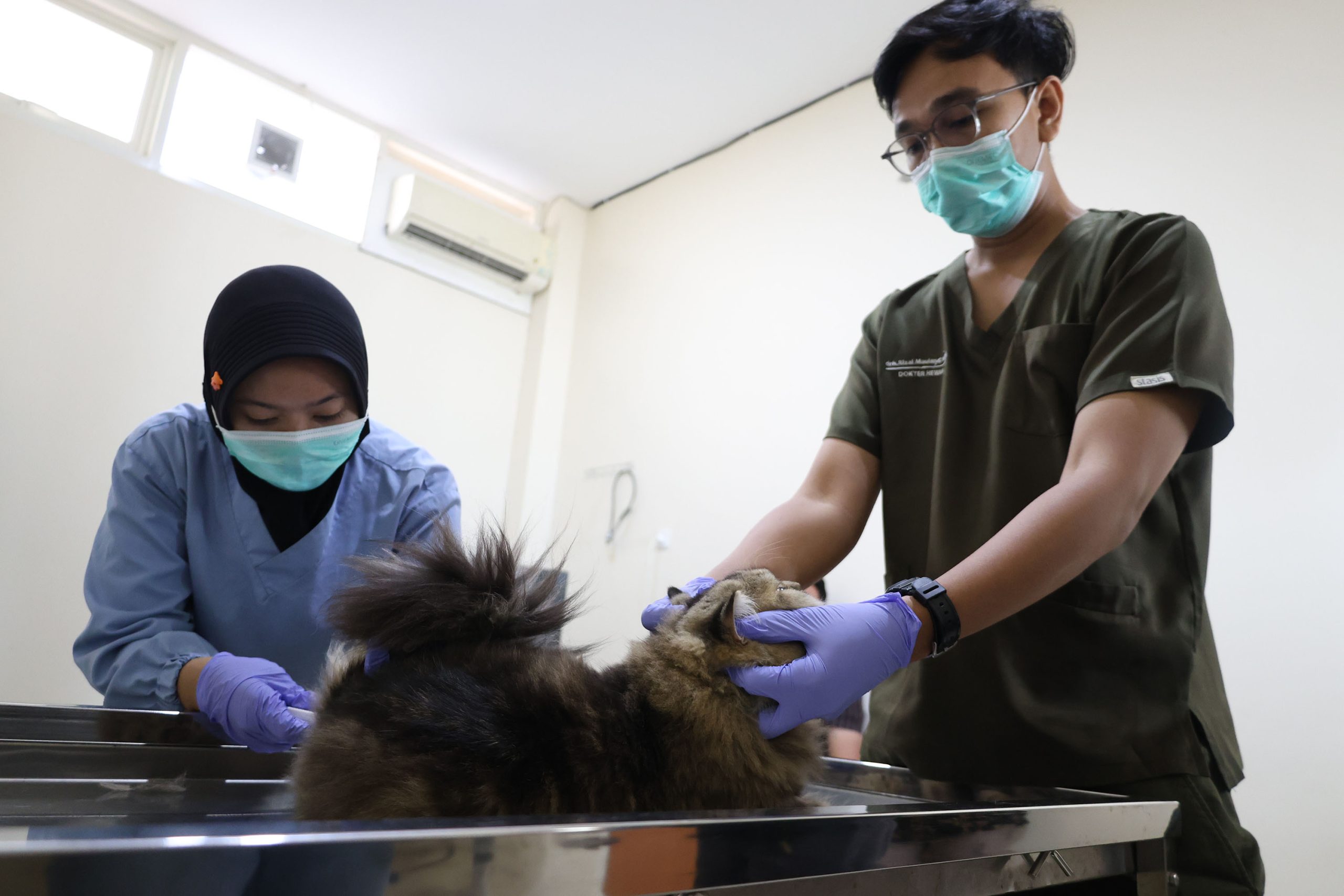 Kabar Gembira Bagi Cat Lovers, Pemkot Surabaya Gelar Steril Gratis