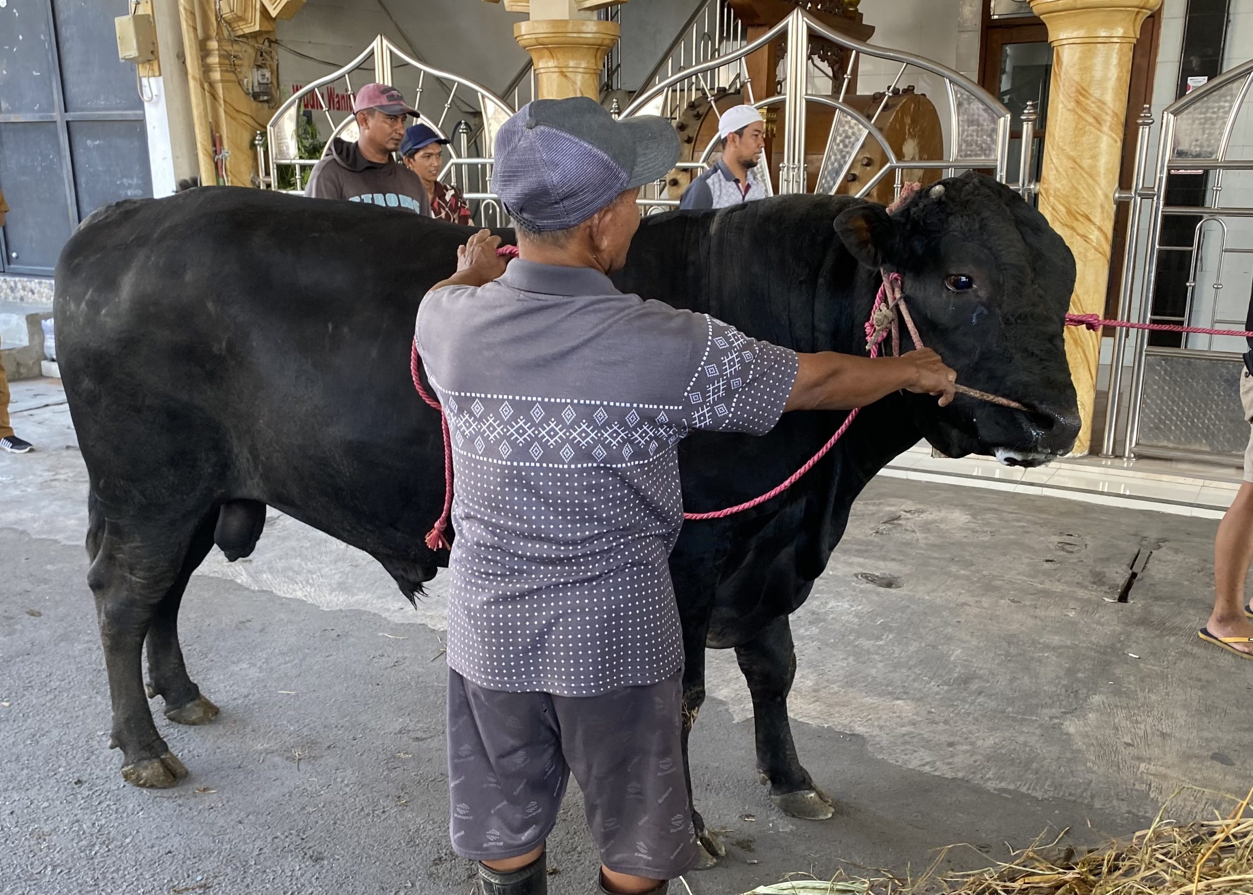 Sapi Kurban Jenis Brangus Dipilih sebagai Bantuan Presiden untuk Kota Surabaya