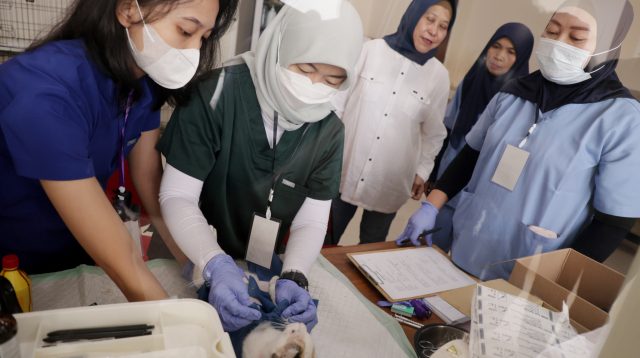 Tekan Populasi Kucing Liar, DKPP Surabaya Lakukan Sterilisasi Gratis