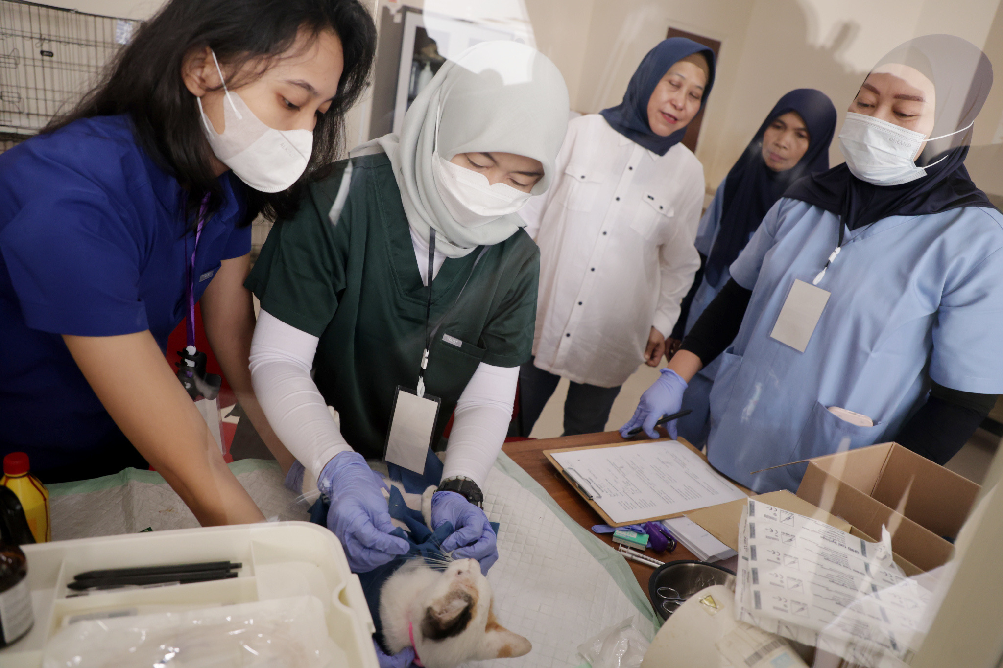 Tekan Populasi Kucing Liar, DKPP Surabaya Lakukan Sterilisasi Gratis