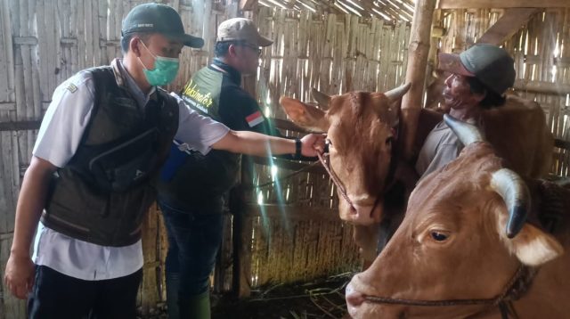 Jelang Idul Adha 2026, DKPP Lumajang Perketat Pemeriksaan Hewan Kurban