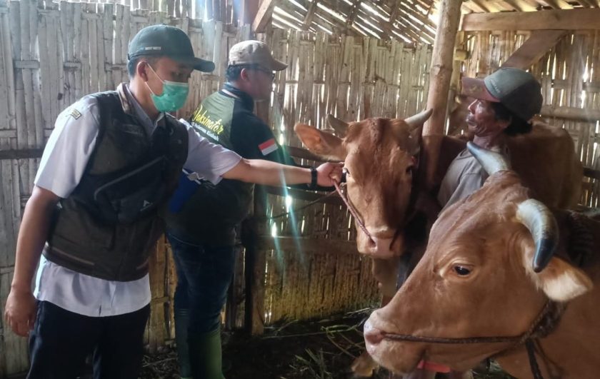 Jelang Idul Adha 2026, DKPP Lumajang Perketat Pemeriksaan Hewan Kurban