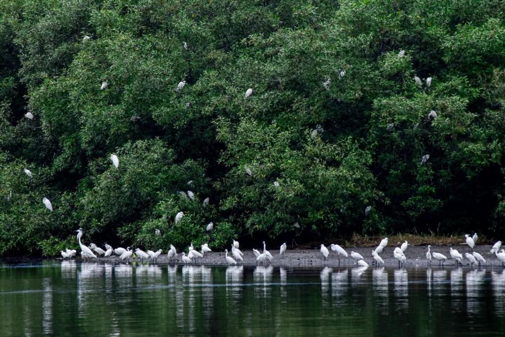 BRIDA Surabaya Dorong Silvofishery, Produksi Tambak Naik dan Mangrove Bertambah