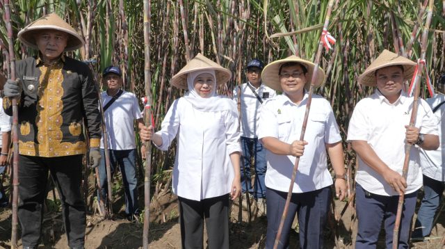 PT SGN dan Pemprov Jatim Perkuat Produktivitas Tebu Lewat Program Bongkar Ratoon