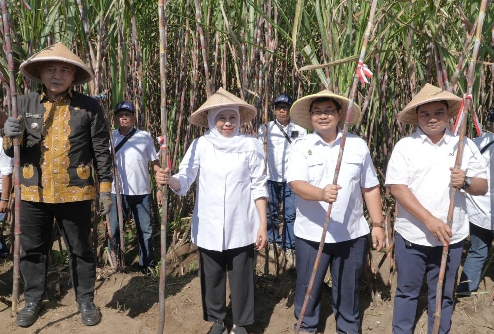 PT SGN dan Pemprov Jatim Perkuat Produktivitas Tebu Lewat Program Bongkar Ratoon