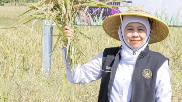 Jatim Kembali Pimpin Produksi Padi Nasional, Tembus 7,71 Juta Ton hingga Juli 2026