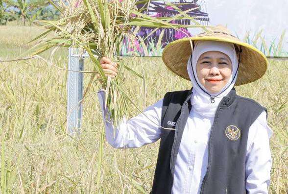 Jatim Kembali Pimpin Produksi Padi Nasional, Tembus 7,71 Juta Ton hingga Juli 2026