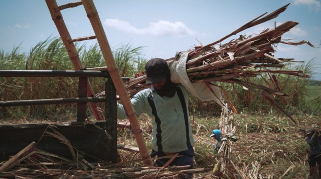 Petani Tebu Dorong Penguatan Mekanisasi Lahan Demi Percepat Swasembada Gula