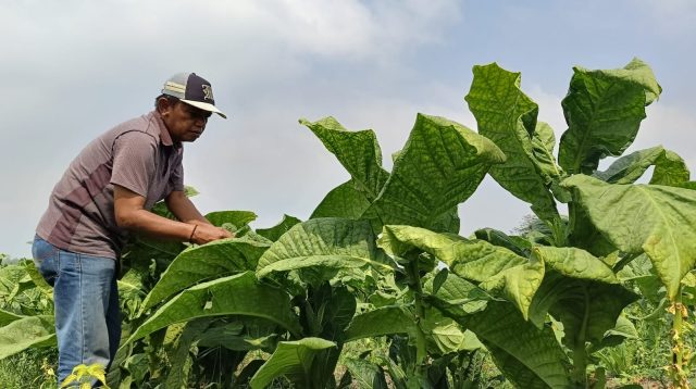 Kemarau Bawa Berkah, Petani Tembakau Kasturi Lumajang Panen Cuan Rp 30 Juta per Hektare